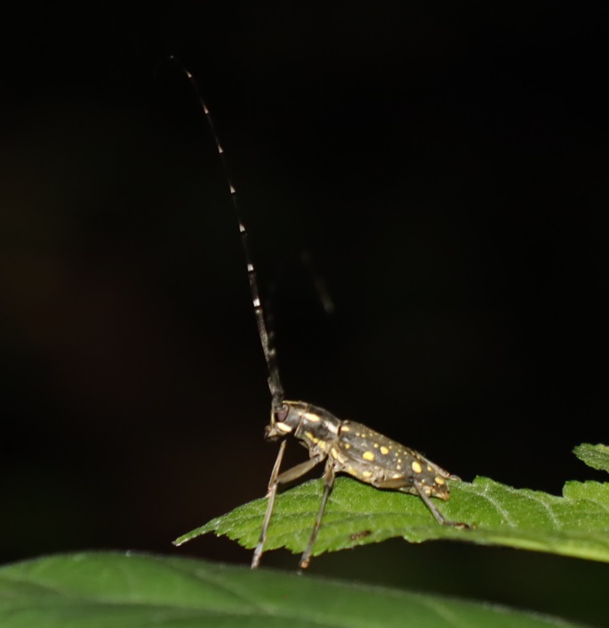 団地前のクヌギの側_クワの葉上のキボシカミキリ_2021年9月5日_18時50分頃_気温21度