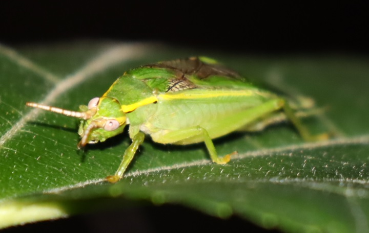 団地前のクヌギの側_葉上のアオマツムシ♂_2021年9月5日_18時50分頃_気温21度