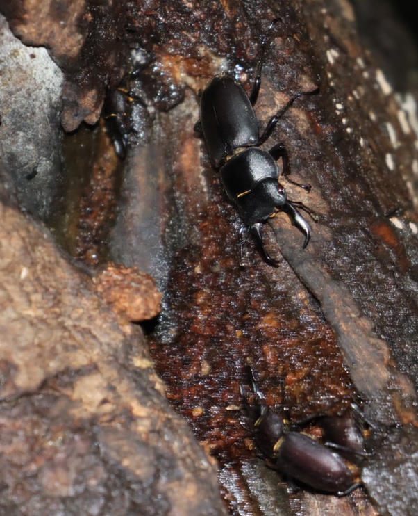枝先のやなぎ-枝→幹を辿って降りたところに_コクワガタ3♂1♀_2021年9月9日19時10分_気温23度