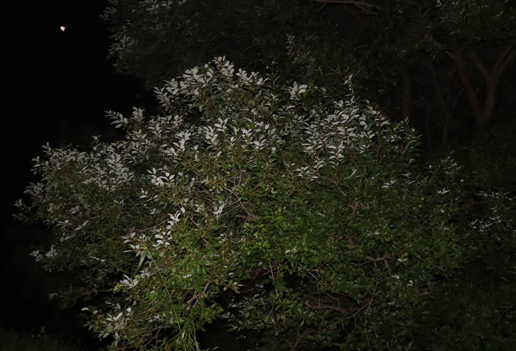 枝先のやなぎ_2021年9月10日19時5分頃_気温25度