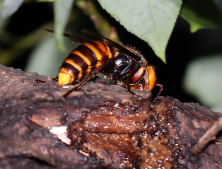 枝先のやなぎ_オオスズメバチ_2021年9月9日19時10分_気温23度