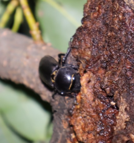 枝先のやなぎ_コクワガタ♀_2021年9月5日19時25分_気温21度