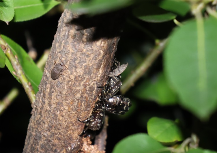 枝先のやなぎ_シラホシハナムグリ達_2021年9月10日19時5分頃_気温25度