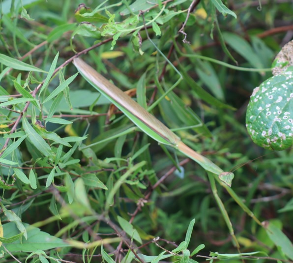 畑周囲の緑_オオカマキリの雄_2021年9月10日13時頃_気温31度