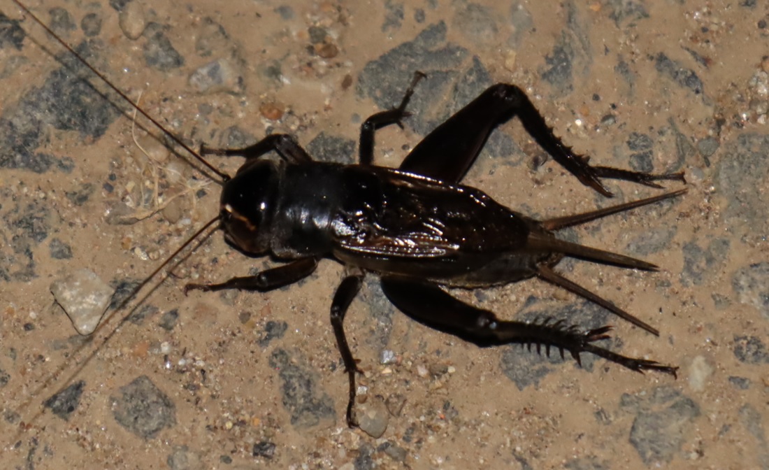 道路に出てきた_エンマコオロギの雄_2021年9月9日19時50分_気温23度