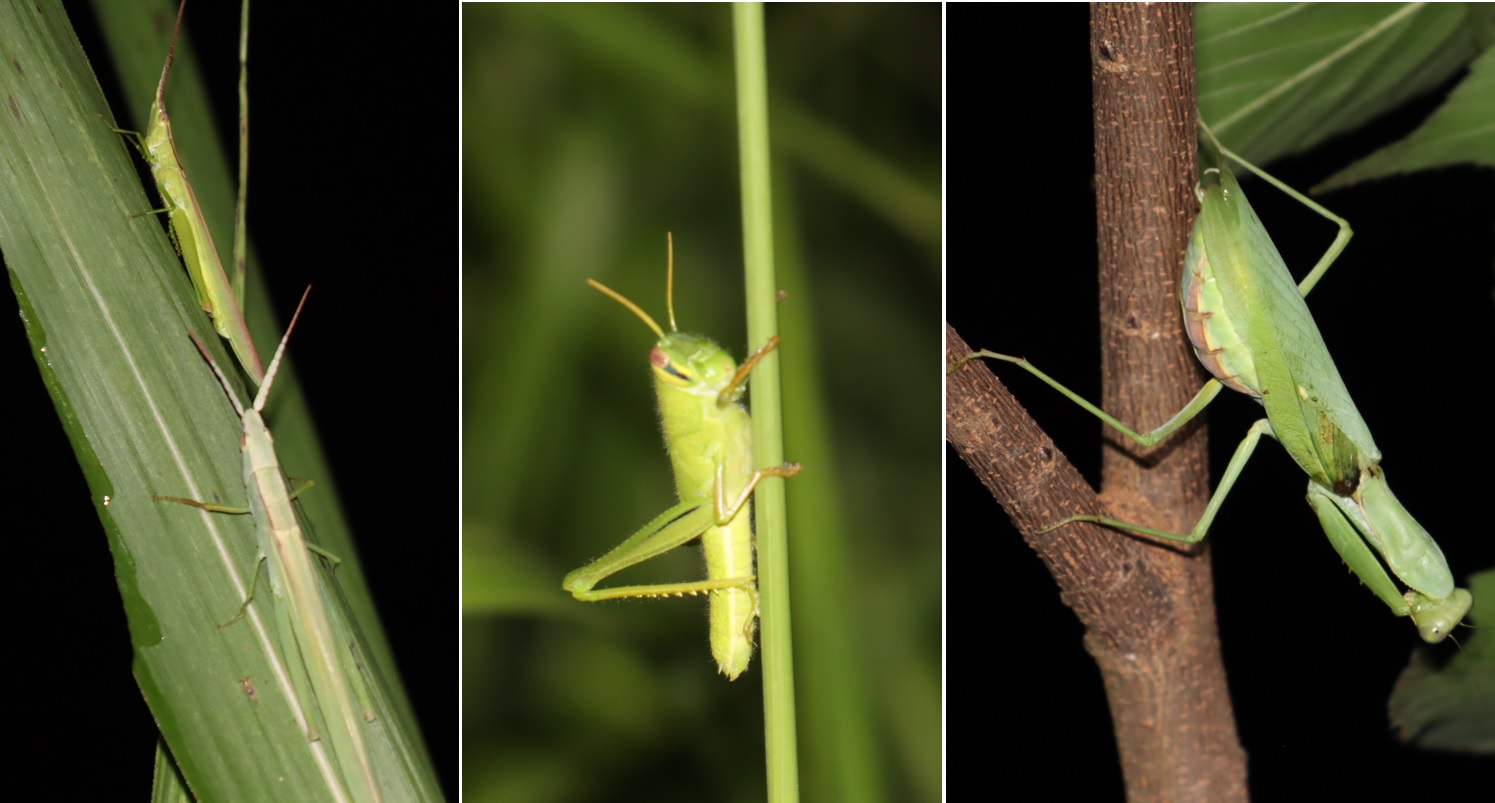 ９月初めのフィールドでよく見かける３種_ショウリョウバッタモドキ、ツチイナゴの幼虫、ハラビロカマキリ_2021年9月9日19時30分頃_気温23度