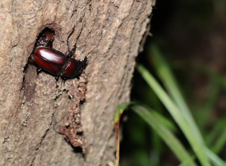 その他の洞のあるヤナギ_洞から出たノコギリクワガタ♂_2021年9月24日19時10分頃_気温26度