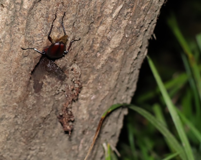 その他の洞のあるヤナギ_洞に頭を突っ込むノコギリクワガタ♂_2021年9月24日19時10分頃_気温26度
