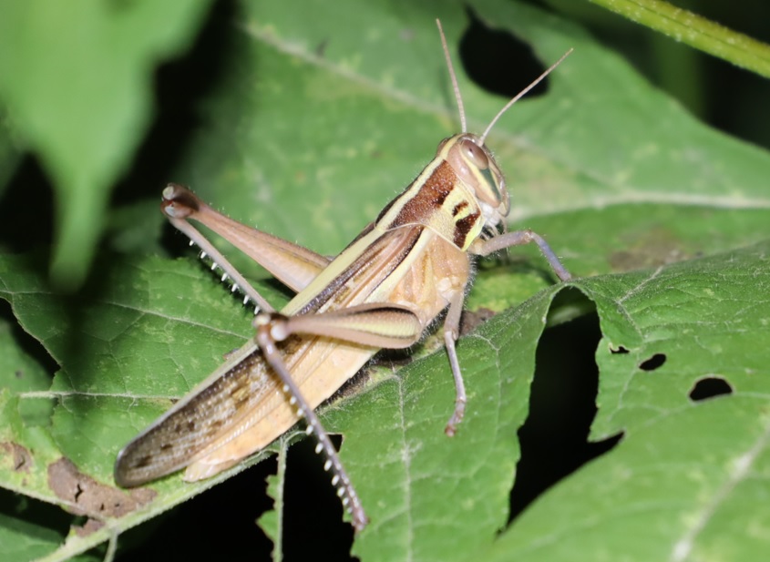 オオブタクサの群生地_ツチイナゴの成虫_2021年9月19日18時40分頃_気温23度