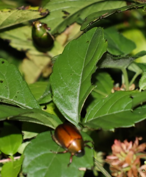 カマキリ草の上_色違いのドウガネブイブイ_2021年9月24日19時20分頃_気温26度