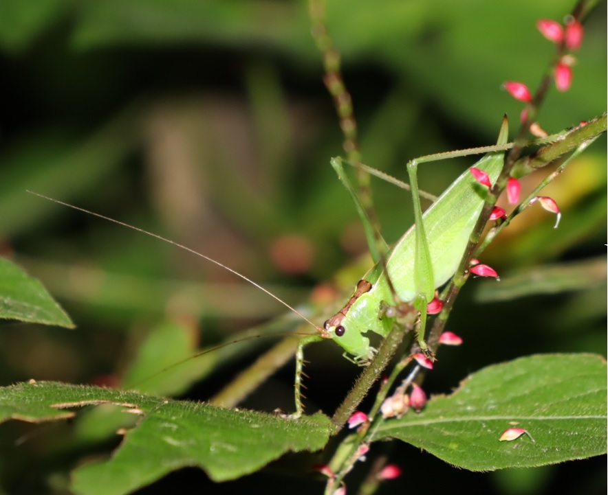 クツワムシの棲む森_ウマオイ♀1匹目_2021年9月15日20時頃_気温23度
