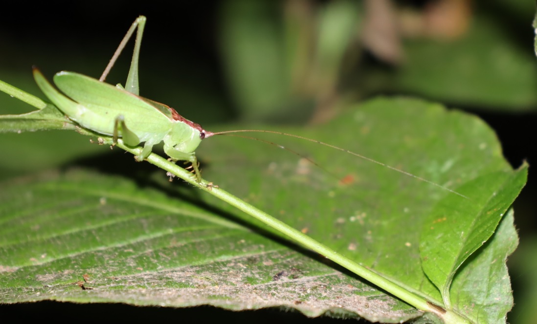 クツワムシの棲む森_ウマオイ♀2匹目_2021年9月15日20時5分頃_気温23度
