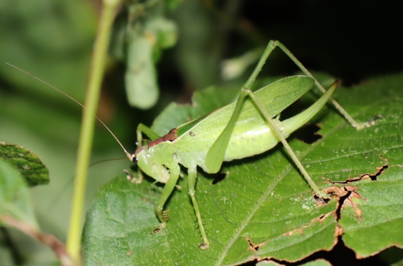 クツワムシの棲む森_ウマオイ♀3匹目_2021年9月15日20時7分頃_気温23度