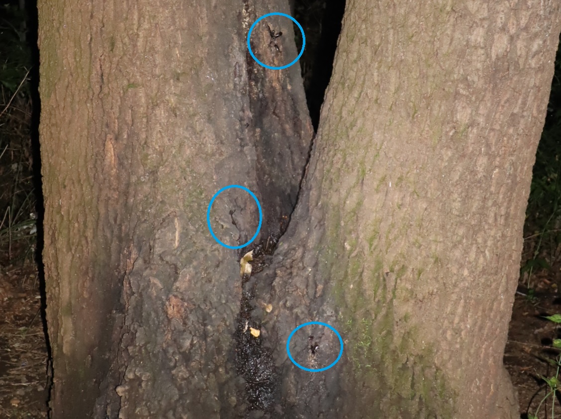 クツワムシの棲む森_樹液の匂いがプンプンするクヌギ_2021年9月15日19時30分頃_気温23度