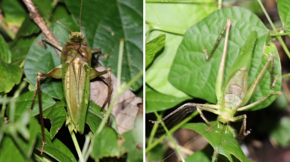 クツワムシの棲む森_緑色型クツワムシ2♂_2021年9月15日19時40分頃_気温23度