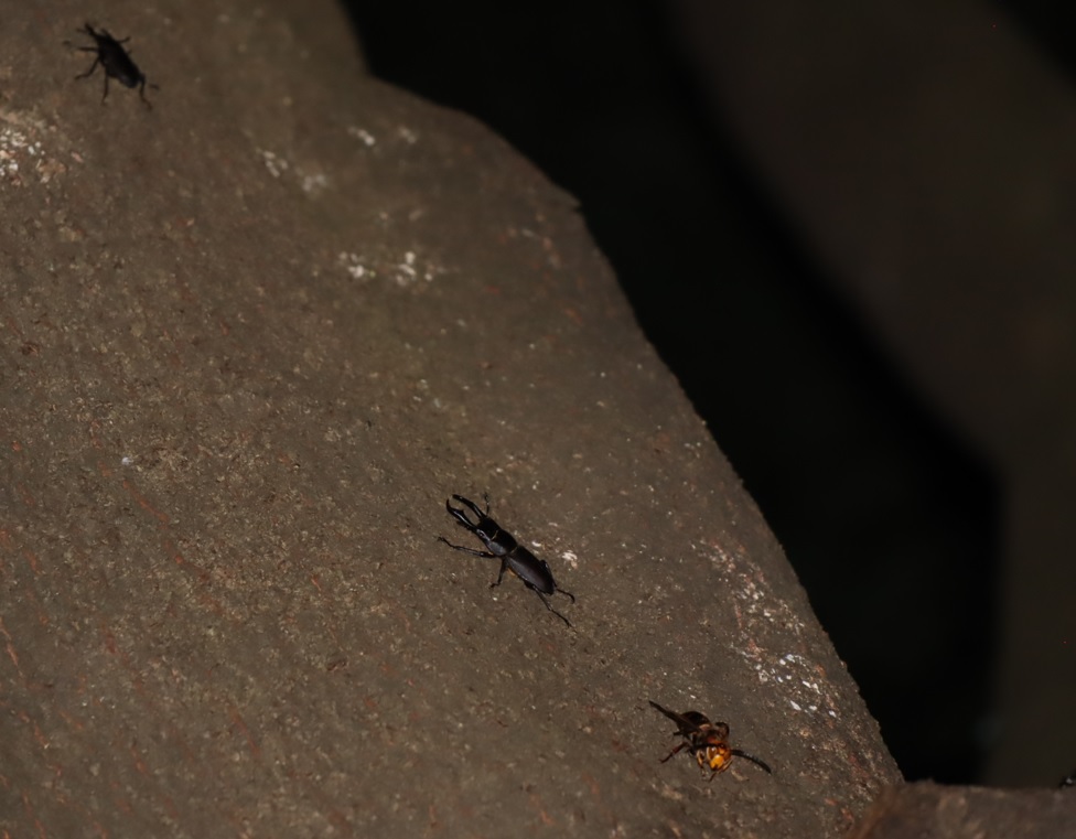 シラカシ_Y字に分かれた部分の台座付近_刺されて逃げるコクワガタと細い糸で引きずられるオオスズメバチ_2021年9月24日19時_気温26度