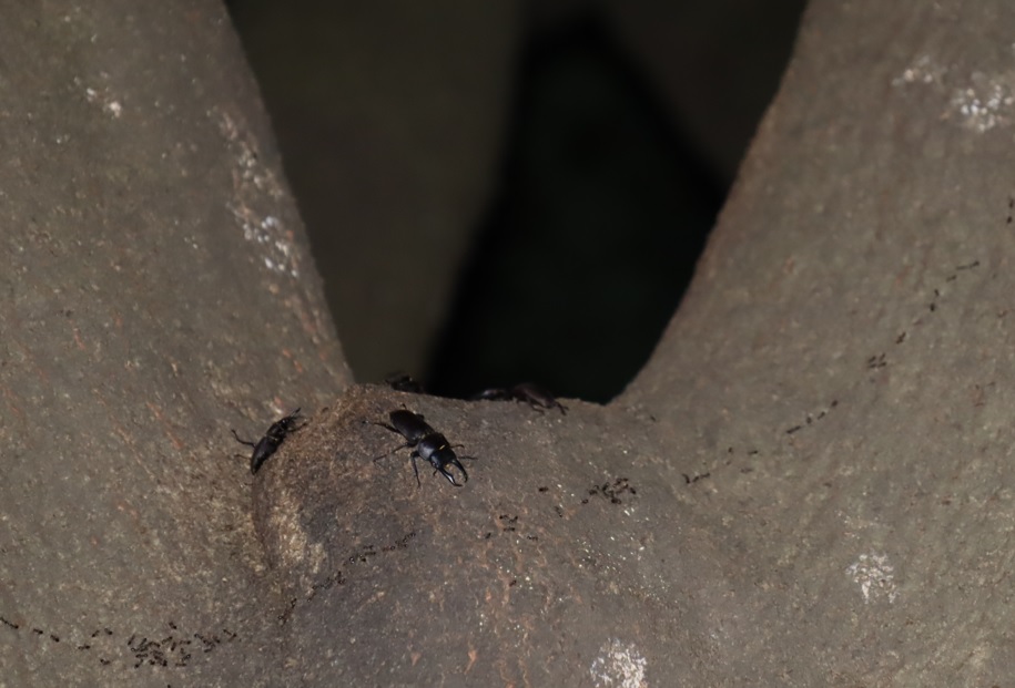 シラカシ_コクワガタ-5匹_2021年9月19日18時40分頃_気温23度