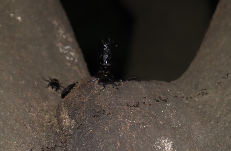 シラカシ_コクワガタ雄の大技（持ち上げ-1本）_2021年9月19日18時40分頃_気温23度