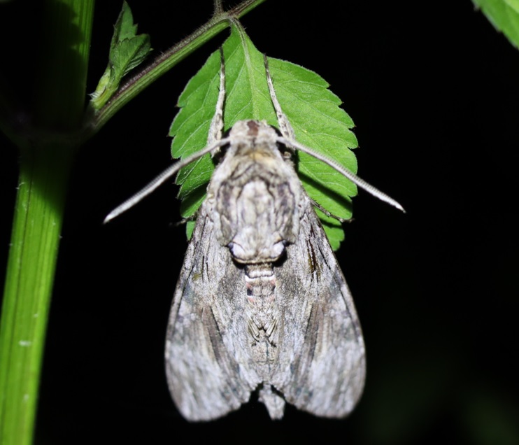 シラカシに向かう途中の草原_エビガラスズメ_2021年9月24日18時55分_気温26度