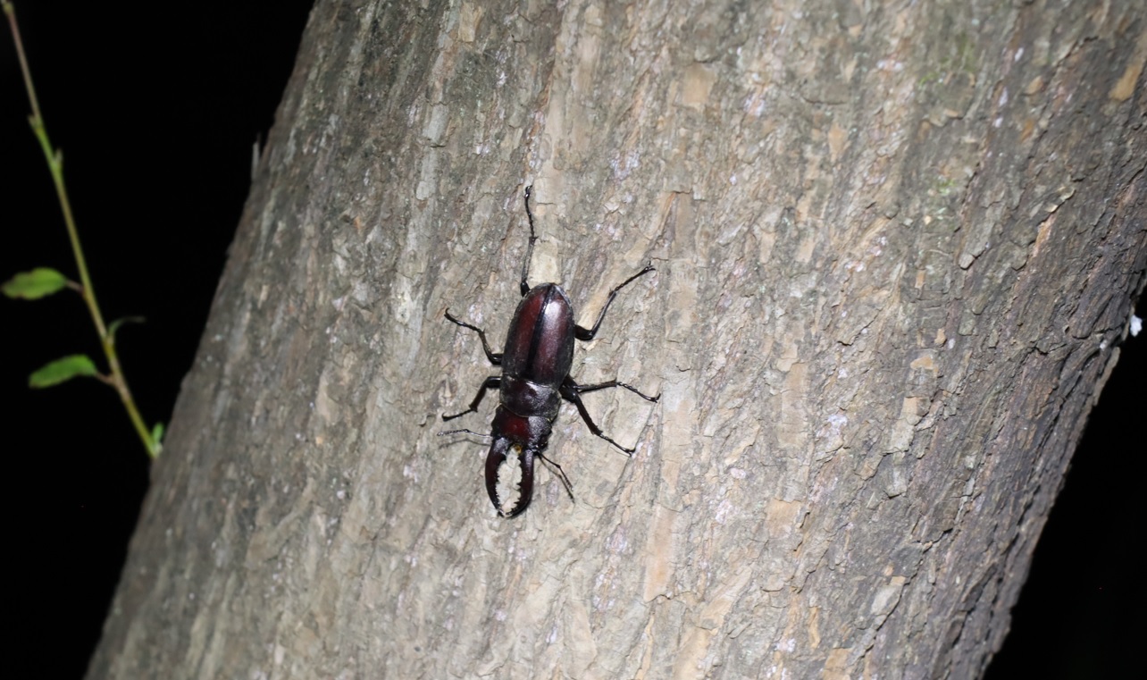 ヤナギ林の1本のヤナギ_幹を這うノコギリクワガタ♂_2021年9月19日18時30分頃_気温23度