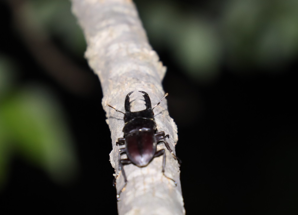 ヤナギ林のその他のヤナギ_細い枝を這うコクワガタ♂_2021年9月19日18時30分頃_気温23度