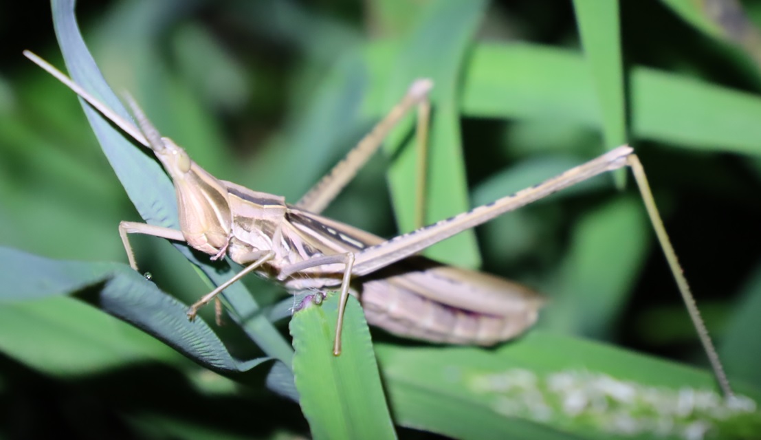 ヤナギ林の草むら_褐色のショウリョウバッタ♀_2021年9月15日19時頃_気温23度