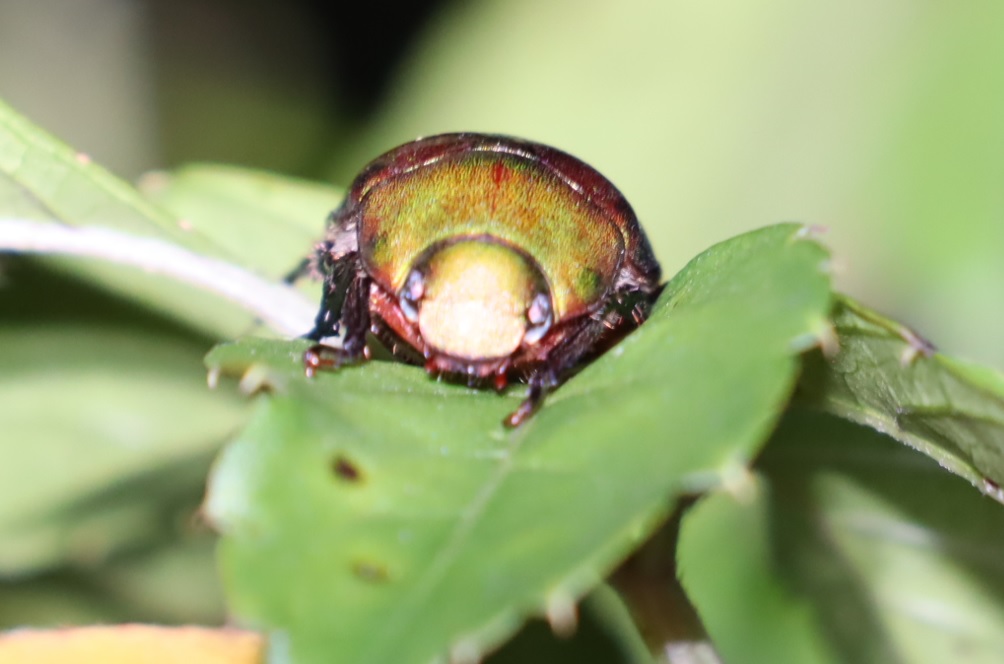ヤブガラシの葉上_ドウガネブイブイ_2021年9月15日19時5分頃_気温23度