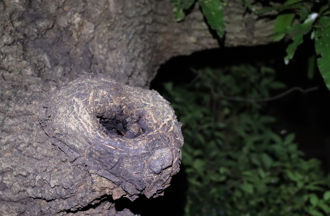 団地前のクヌギ_正面-目線より30cm上の洞_コクワガタ1♂_2021年9月15日18時40分_気温23度