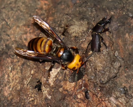 団地前のクヌギ_正面目線より50cm上_オオスズメバチとコクワガタ_2021年9月24日18時40分_気温26度
