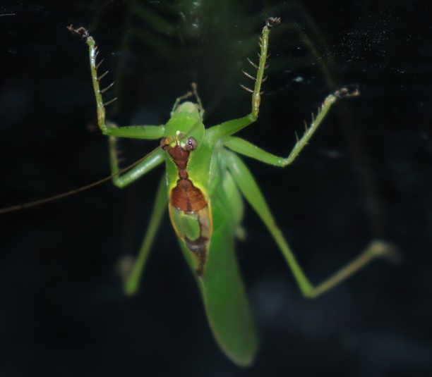 昆虫バカセ-研究室_ウマオイの飼育ケージ内_ウマオイの♂_2021年9月21日19時30分_室温25度