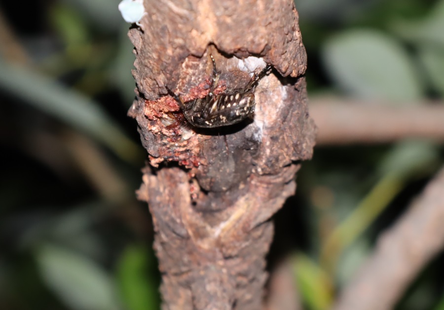 枝先のヤナギ_シラホシハナムグリ_2021年9月24日19時15分頃_気温26度