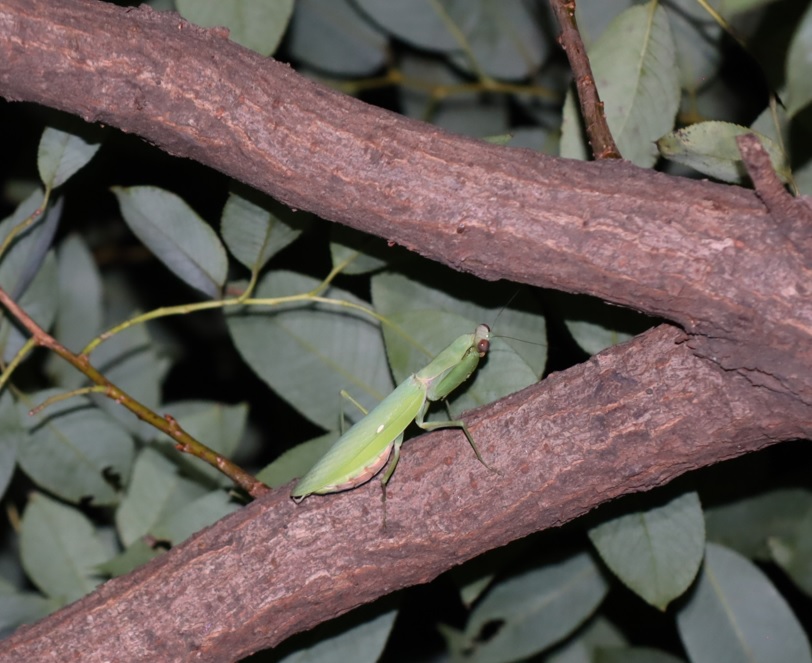 枝先のヤナギ_ハラビロカマキリ♀_2021年9月24日19時15分頃_気温26度
