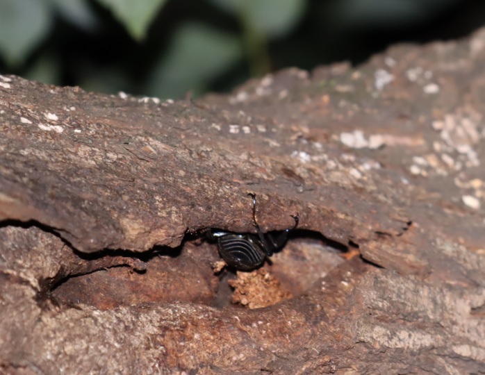枝先のヤナギ_枝を辿って少し降りた幹の洞_コクワガタ？_2021年9月24日19時15分頃_気温26度