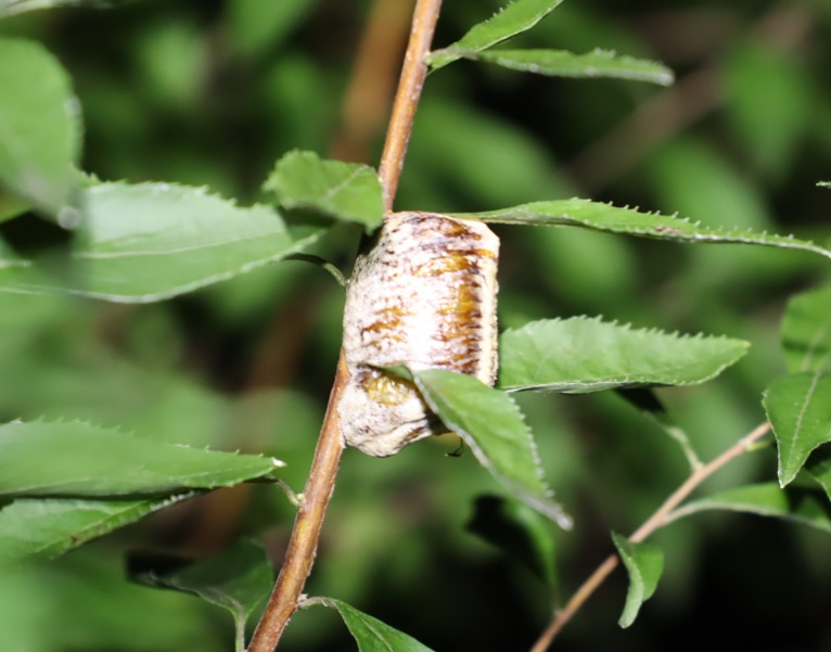 細い枝に産み付けられたハラビロカマキリの卵_2021年9月24日19時30分頃_気温26度