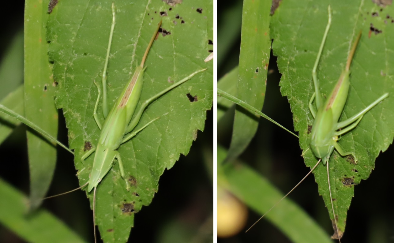 脱皮支度のクブキリギス♀_2021年9月15日19時10分頃_気温23度