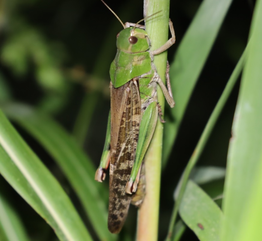 草にとまっていたトノサマバッタ_2021年9月24日19時35分頃_気温26度