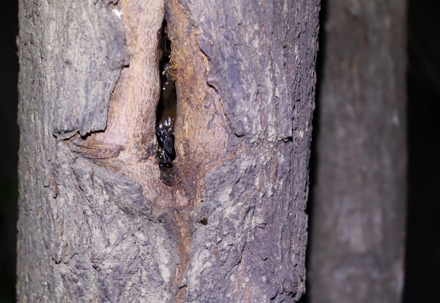 ヤナギ林の1本のヤナギ_樹洞に潜むコクワガタ♂_2021年10月14日19時頃_気温22度