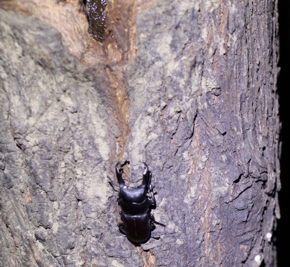 ヤナギ林の1本のヤナギ_樹洞に潜んでいたコクワガタ♂_2021年10月14日19時頃_気温22度
