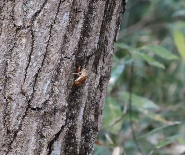 コナラの幹にしっかり固定されたド根性セミのぬけがら_狭山湖近くの里山_2022年3月9日16時40分