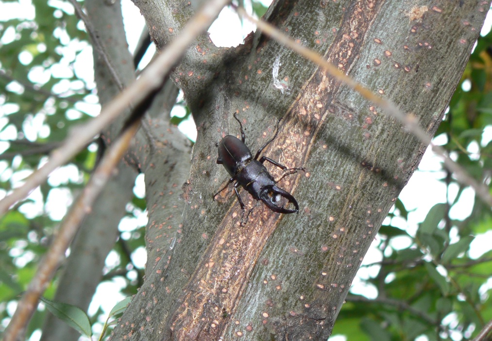 川面のヤナギ_樹液に吸い付くノコギリクワガタ♂_２００７年７月７日５時４５分