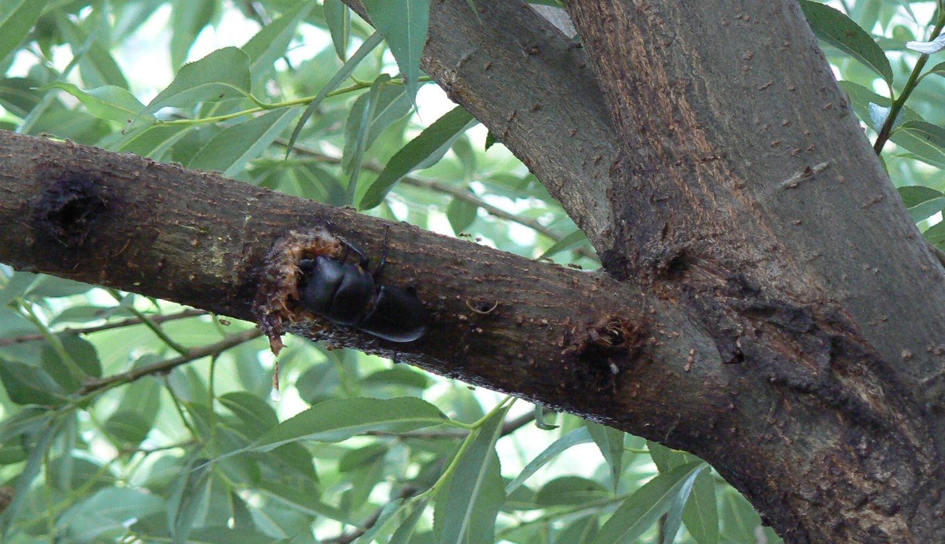 川面のヤナギ_樹液に吸い付くヒラタクワガタ♂_２００７年７月７日５時４５分