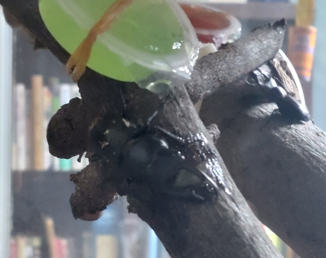 昆虫バカセ研究室_樹液に吸い付くコクワガタの雄_2022年3月23日_18時頃_室温16度