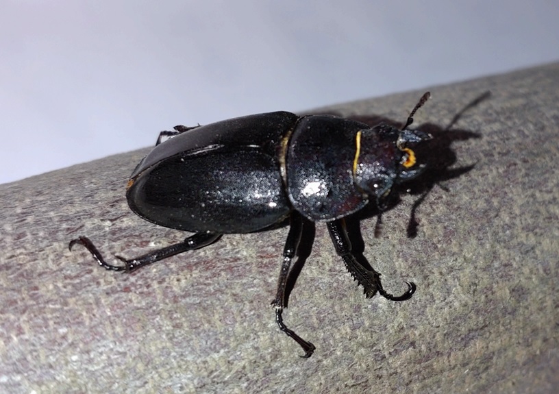 越冬中2月上旬の蛹室から出したノコギリクワガタ♀_2022年2月5日