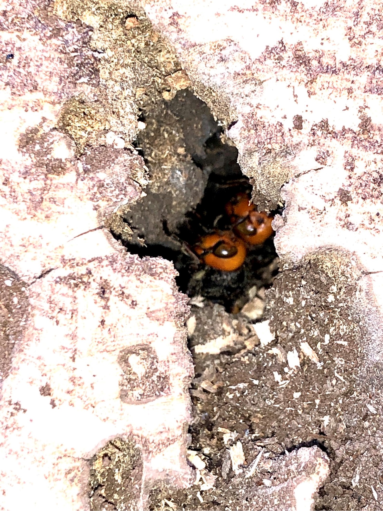 越冬中のオオスズメバチ女王_小山内裏公園_２０２２年１月２２日