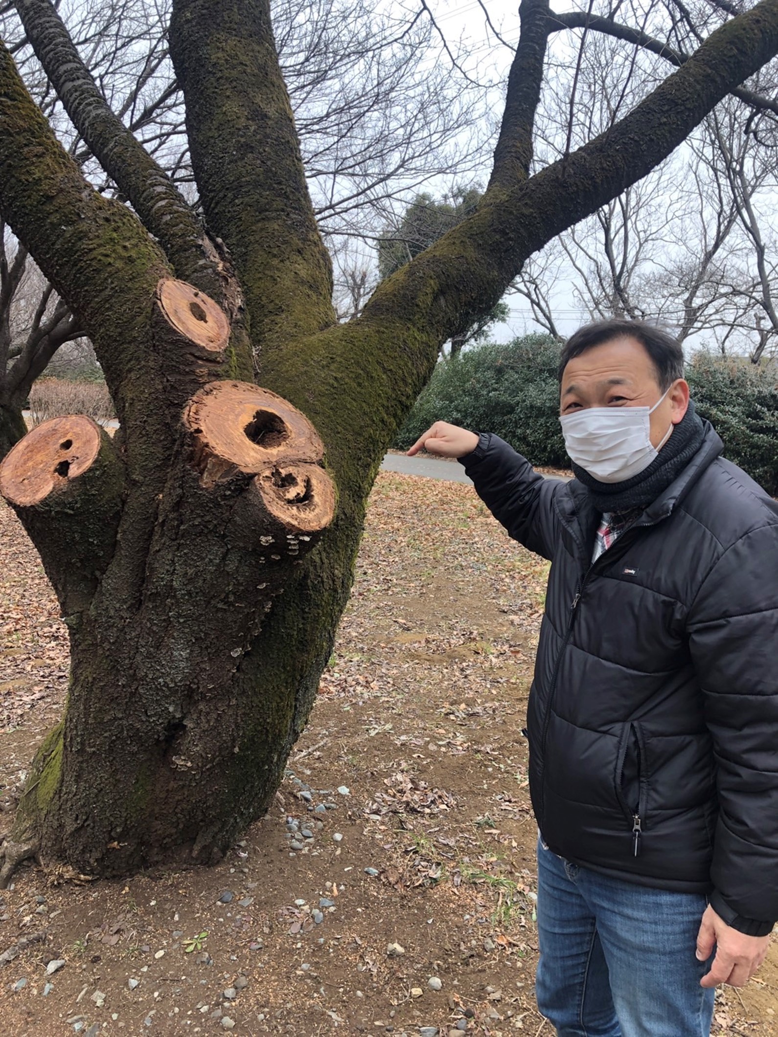越冬中のオオスズメバチ女王を見つけて驚くＩハカセ_２０２２年１月２２日