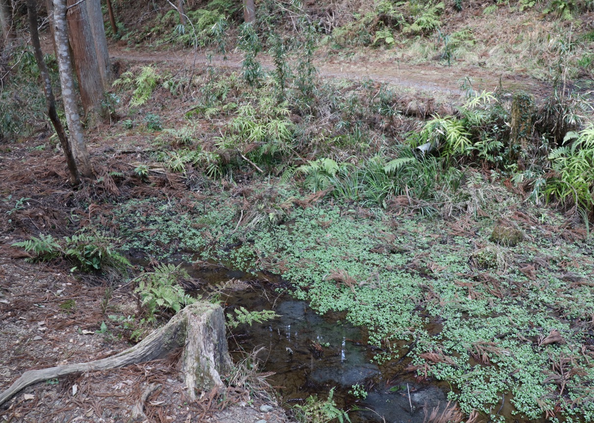 里山の山際の小さな水溜まり_2022年3月9日15時10分_気温11度