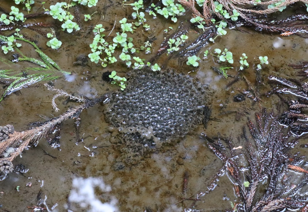 里山の山際の小さな水溜まり_ヤマアカガエルの卵塊_2022年3月9日15時10分_気温11度